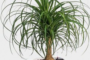 ponytail_palm